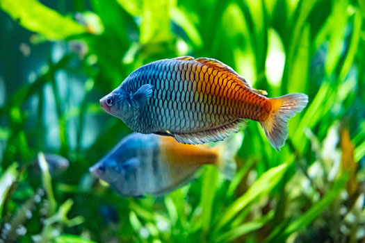 What Are the Most Intelligent Species of Aquarium Fish?